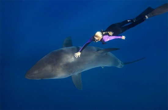 Picture 1 of A bunch of photos of beauties playing with white sharks