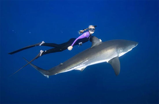 Picture 2 of A bunch of photos of beauties playing with white sharks