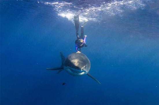 Picture 4 of A bunch of photos of beauties playing with white sharks