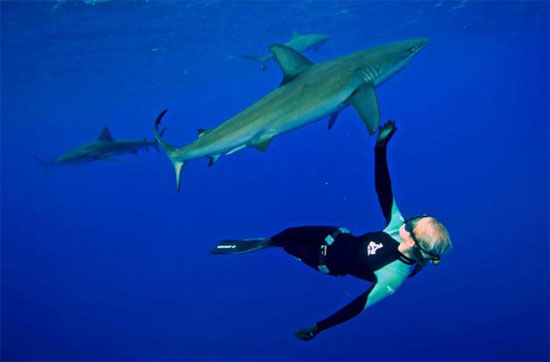Picture 6 of A bunch of photos of beauties playing with white sharks