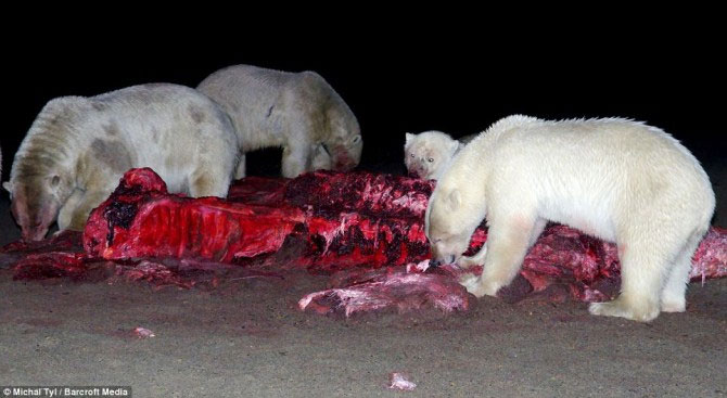 A bunch of photos of polar bears tear the giant whale's body images 1