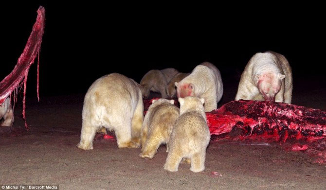 A bunch of photos of polar bears tear the giant whale's body images 10