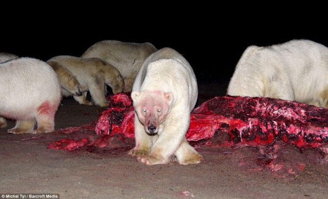 A bunch of photos of polar bears tear the giant whale's body images 2
