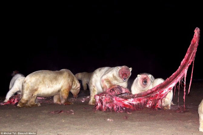A bunch of photos of polar bears tear the giant whale's body images 3