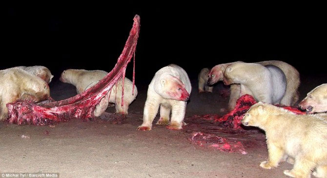 A bunch of photos of polar bears tear the giant whale's body images 4