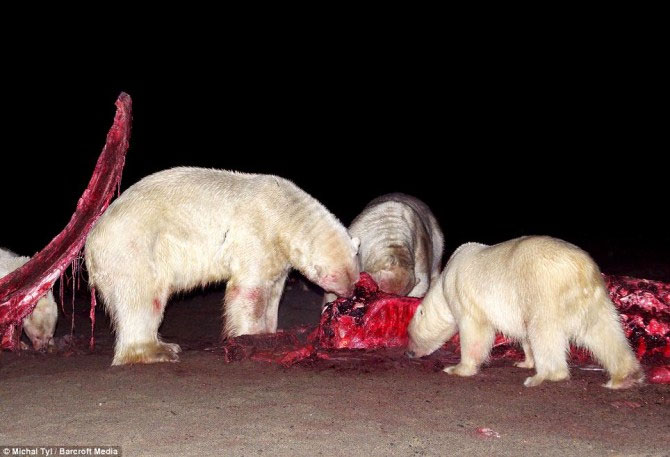 A bunch of photos of polar bears tear the giant whale's body images 5