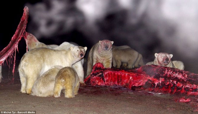 A bunch of photos of polar bears tear the giant whale's body images 6