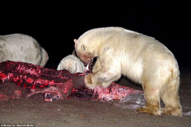 A bunch of photos of polar bears tear the giant whale's body images 7