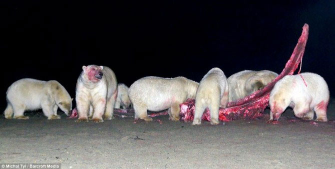 A bunch of photos of polar bears tear the giant whale's body images 8