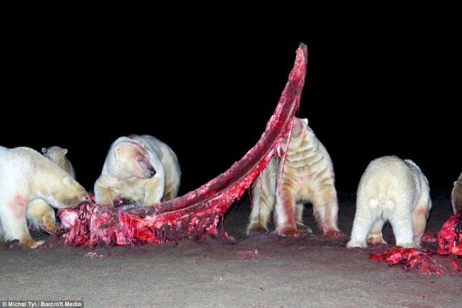 A bunch of photos of polar bears tear the giant whale's body images 9