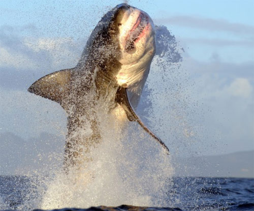 Picture 1 of A bunch of white sharks flock to hunting seals