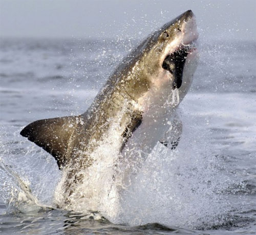 Picture 2 of A bunch of white sharks flock to hunting seals