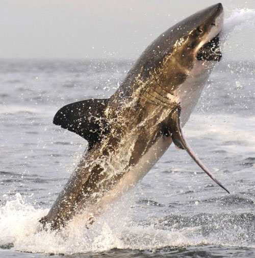 Picture 3 of A bunch of white sharks flock to hunting seals