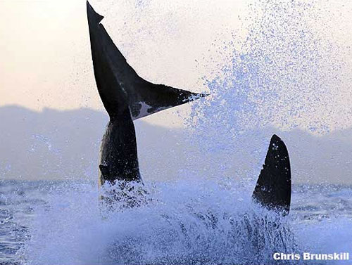 Picture 4 of A bunch of white sharks flock to hunting seals