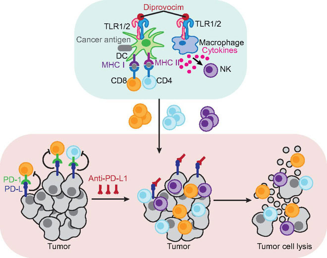 Picture 2 of A cancer vaccine gives 100% efficiency in mouse testing
