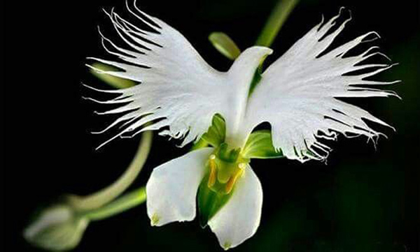 Picture 1 of A close-up of exotic flowers in a beautiful wingspan