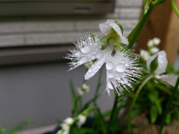 Picture 10 of A close-up of exotic flowers in a beautiful wingspan