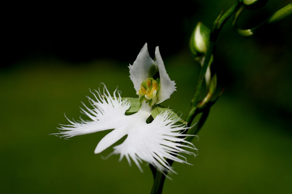 Picture 11 of A close-up of exotic flowers in a beautiful wingspan