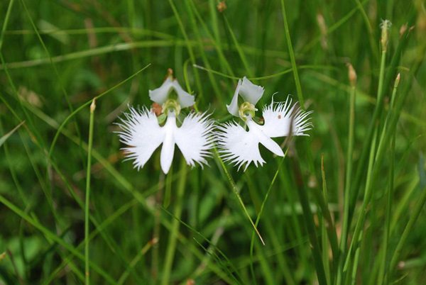 Picture 12 of A close-up of exotic flowers in a beautiful wingspan