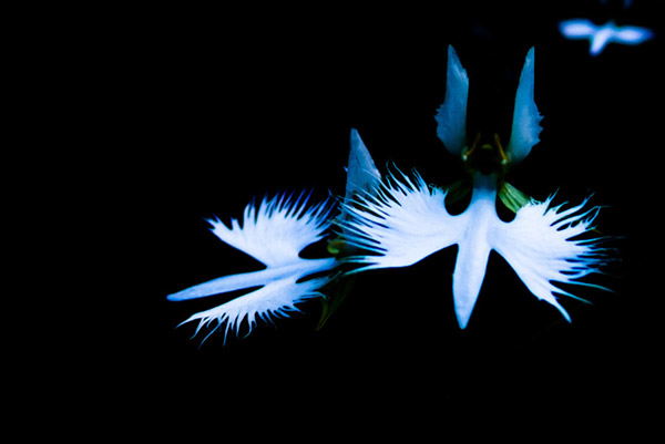 Picture 13 of A close-up of exotic flowers in a beautiful wingspan