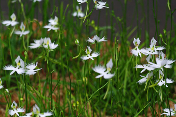 Picture 14 of A close-up of exotic flowers in a beautiful wingspan
