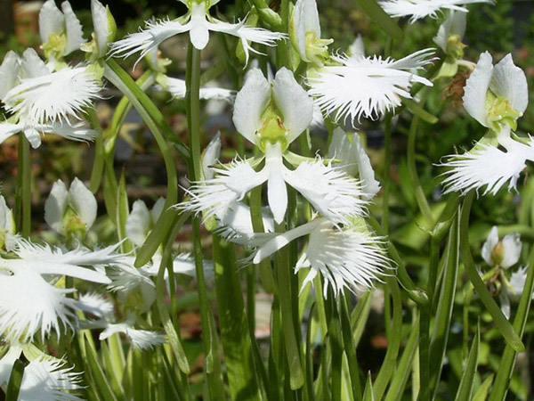 Picture 15 of A close-up of exotic flowers in a beautiful wingspan