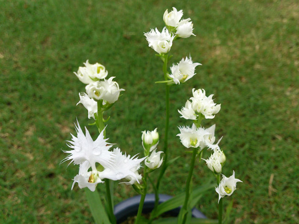 Picture 16 of A close-up of exotic flowers in a beautiful wingspan