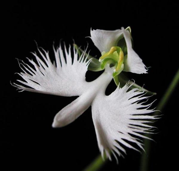 Picture 2 of A close-up of exotic flowers in a beautiful wingspan