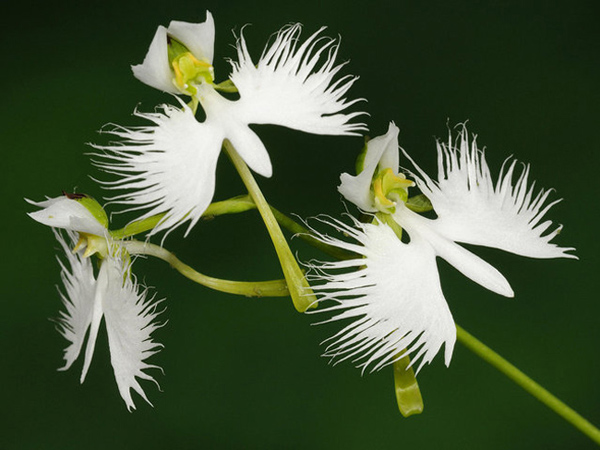 Picture 3 of A close-up of exotic flowers in a beautiful wingspan