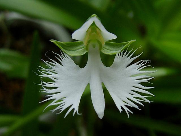 Picture 4 of A close-up of exotic flowers in a beautiful wingspan