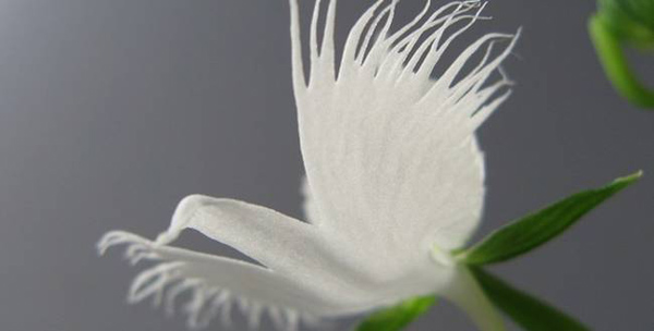Picture 5 of A close-up of exotic flowers in a beautiful wingspan
