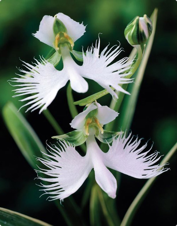 Picture 6 of A close-up of exotic flowers in a beautiful wingspan