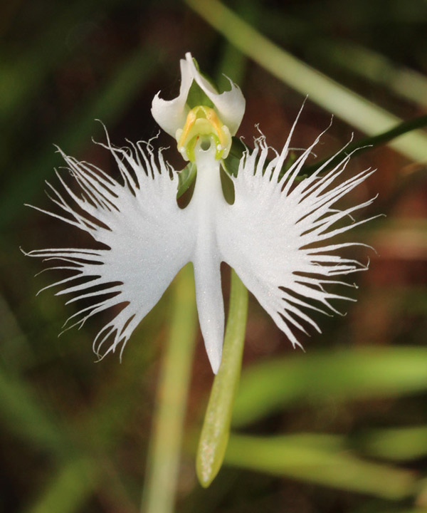 Picture 7 of A close-up of exotic flowers in a beautiful wingspan