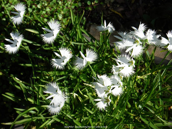Picture 8 of A close-up of exotic flowers in a beautiful wingspan