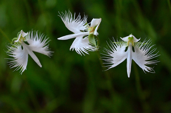 Picture 9 of A close-up of exotic flowers in a beautiful wingspan