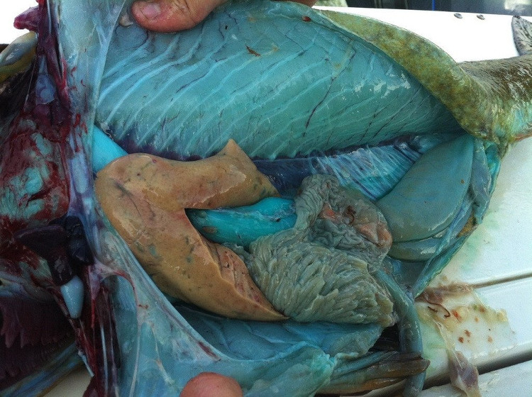 Picture 4 of A close-up of fish with green flesh is 1 meter long, especially on the planet