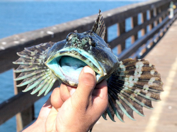 Picture 5 of A close-up of fish with green flesh is 1 meter long, especially on the planet