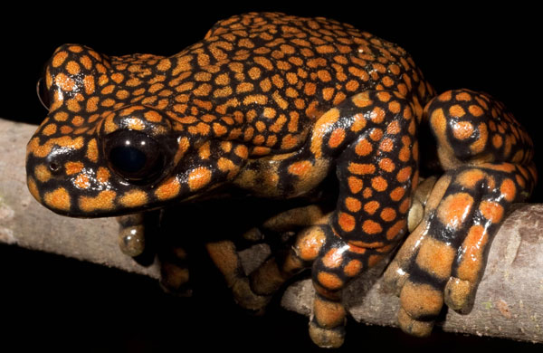 Picture 1 of A close-up of frogs is named after the Crown Prince of England