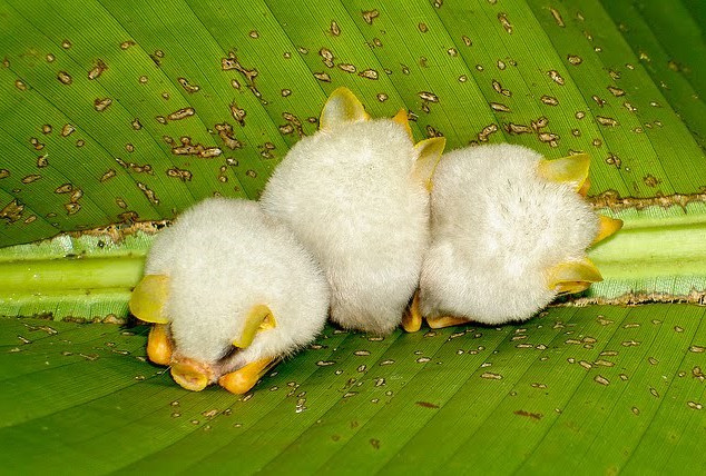 A close-up of lovely white bats looks the most weird in the world images 1