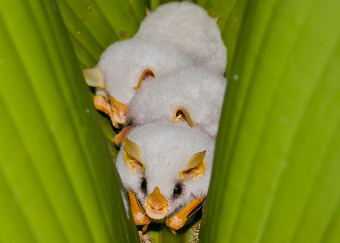 A close-up of lovely white bats looks the most weird in the world images 10