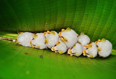 A close-up of lovely white bats looks the most weird in the world images 2