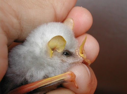 A close-up of lovely white bats looks the most weird in the world images 3
