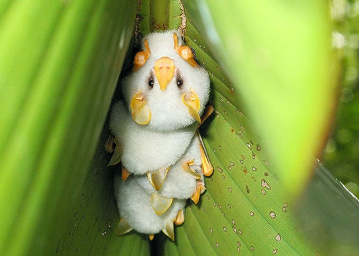 A close-up of lovely white bats looks the most weird in the world images 4