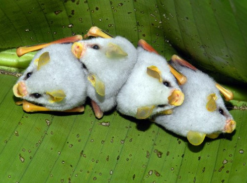 A close-up of lovely white bats looks the most weird in the world images 5