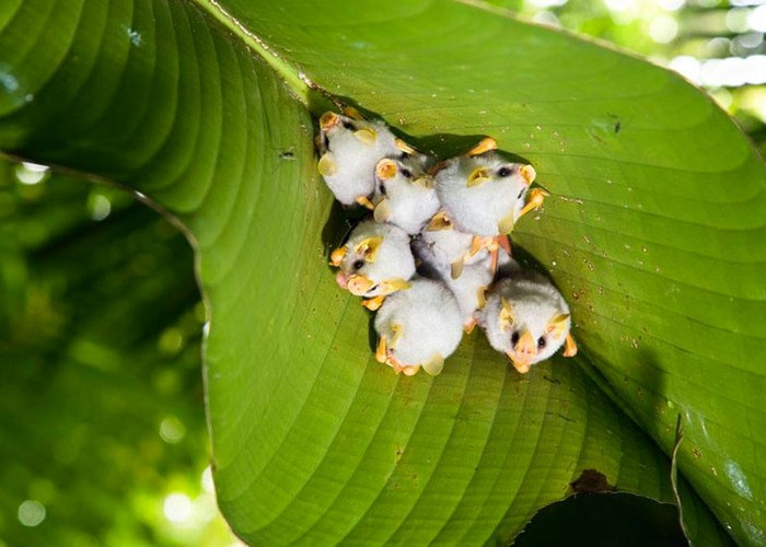 A close-up of lovely white bats looks the most weird in the world images 6