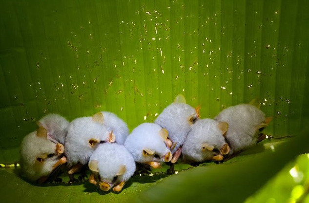 A close-up of lovely white bats looks the most weird in the world images 7