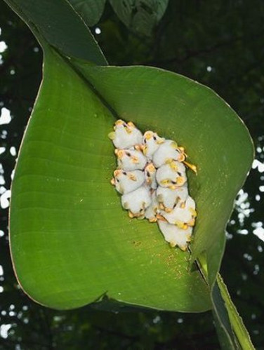 A close-up of lovely white bats looks the most weird in the world images 8