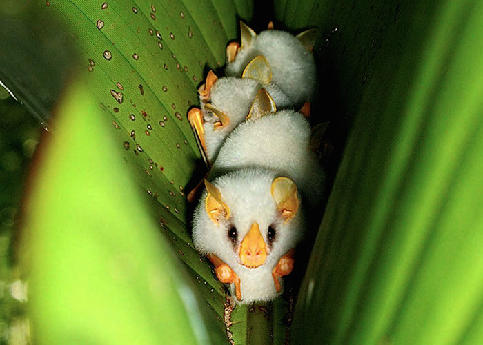 A close-up of lovely white bats looks the most weird in the world images 9