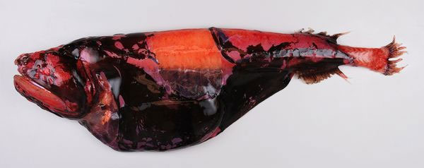 Picture 1 of A close-up of the 'extremely toxic' fishes off New Zealand