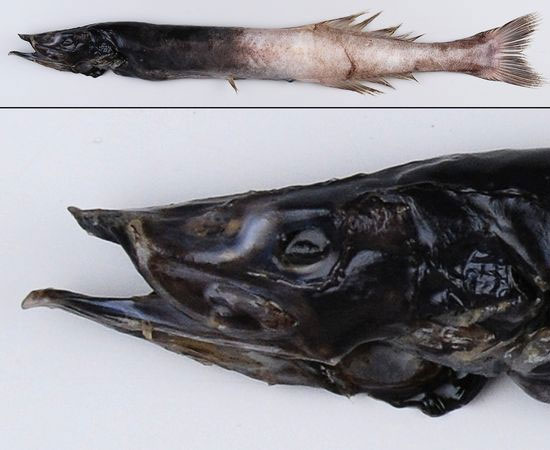 Picture 2 of A close-up of the 'extremely toxic' fishes off New Zealand